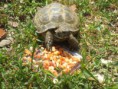 /album/fotogaleria/noa-comiendo-jpg/
